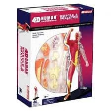 Modelo de Anatomia Master Músculo e Esqueleto